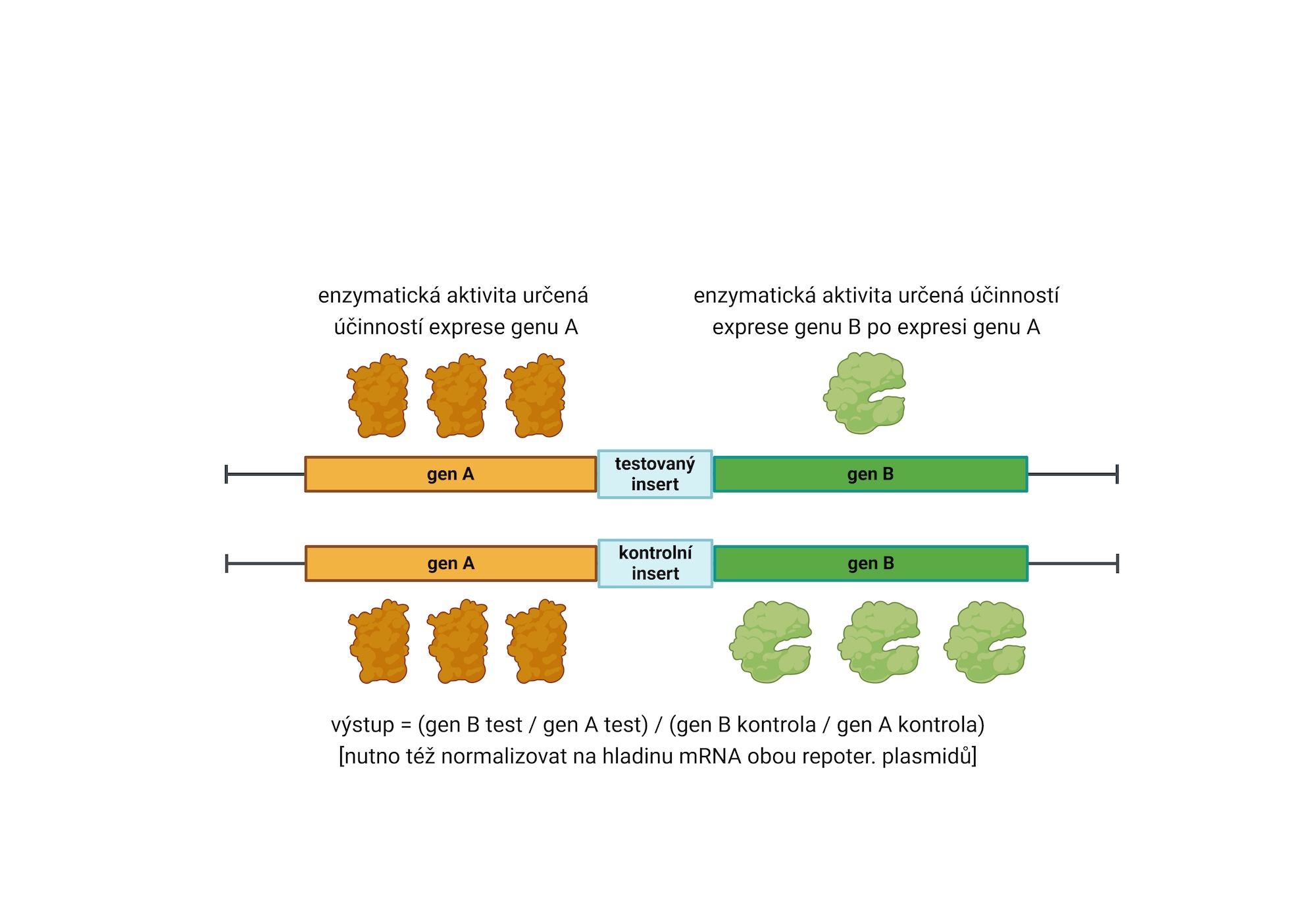 Příklad výpočtu finálního výstupu z testovacích reporterových systémů. Created in BioRender. Valasek, L. (2025)