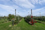 Research at the Střížovice Station focuses on two main areas: columnar table varieties, particularly suitable for home gardens, and universal pollinators/ornamental varieties with small inedible fruits intended for pollination purposes.