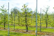 Disease resistance significantly reduces the need for chemical sprays in orchards, which lowers costs, allows fruit to be grown organically, and protects the environment.