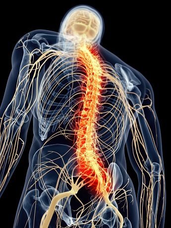 Visualized image of the spinal cord.
