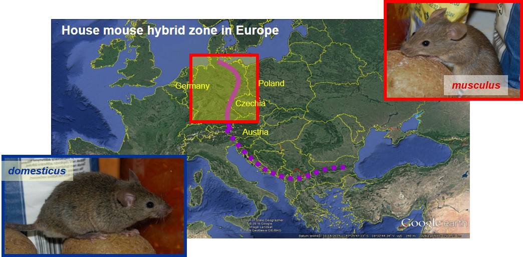 The house mouse hybrid zone in Europe.