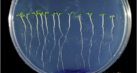 Tým Ondřeje Nováka k měření hormonů uzpůsobuje metody, které se běžně v rostlinné fyziologii nepoužívají. Tým Ondřeje Nováka k měření hormonů uzpůsobuje metody, které se běžně v rostlinné fyziologii nepoužívají.