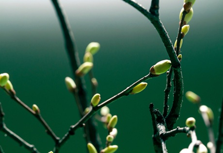 Springtime tree buds