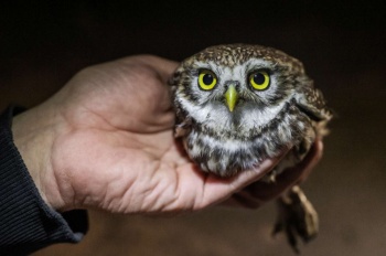Následující fotoreportáž vás přenese do severozápadních Čech. Do míst, kam nejezdí moc výletníků, přestože krajina je krásná, kopcovitá, s řidším osídlením, protkaná menšími zemědělskými usedlostmi. Jedná se o jedno z mála míst, kde ještě v Česku můžeme zahlédnout sýčka obecného.