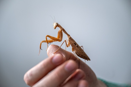 Kudlanka Rhonda Kudlanka Rhonda