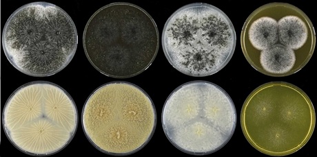 Aspergillus hubkae Aspergillus hubkae
