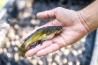 Pro vodní ekosystémy představuje tato rybka velkou hrozbu. Je všežravá, nemá mnoho přirozených nepřátel a rychle se rozmnožuje. V rybničních chovech působí velké hospodářské ztráty.