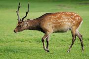 Jelen sika (Cervus nippon), původem z východní Asie, se kříží s naším původním jelenem evropským (Cervus elaphus). 