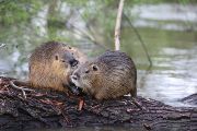 Nutrie říční (Myocastor coypu), původem z Jižní Ameriky, u nás byla chována na kožešiny a maso. Jedinci uprchlí z farem založili divoké populace, jejichž velikost v posledních letech prudce roste. 