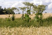 Bolševník velkolepý (Heracleum mantegazzianum) původem z Kavkazu může dosahovat až pěti metrů. Jeho šťávy jsou fototoxické, tj. v kombinaci se slunečním svitem způsobují na kůži poleptání a puchýře. 