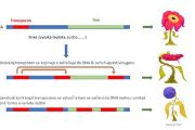 Transpozony mohou měnit pozice v genetickém kódu organismu a tím ovlivňovat fungování genů a měnit tak vlastnosti a vzhled rostlin.
