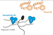 Navrhovaný mechanismus, jakým se semaforiny (modré) vážou na cukry (bílé kuličky) na povrchu buněk a jsou tak prezentovány plexinovým receptorům (oranžové) na okolních axonech.