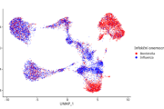 Genově-expresní analýza imunitních buněk z nosní dutiny myší infikovaných chřipkou a B. pertussis; každá tečka reprezentuje jednu buňku. Již při prvním pohledu jsou vidět markantní rozdíly v odpovědi na oba patogeny. 