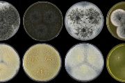 Vzhled kolonií druhu Aspergillus hubkae kultivovaných 7 dní ve 25 °C  na různých kultivačních agarových médiích