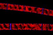 Spirogyra a její okouzlující šroubovité chloroplasty, které červeně fluoreskují po ozáření UV světlem. 