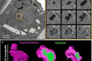 FIB-SEM tomografie. Panel A: SEM snímek vybraného řezu studovaným objemem. Světlejší částice odpovídají oxidickým a sulfidickým minerálům, světle šedá hmota představuje fylosilikátovou matrici (jílový minerál). Nejtmavší části odpovídají organické hmotě. Panel B: kompozice 9 vybraných detailních snímků organické částice. Lze vidět, jak se tvar částice v průběhu řezů mění. Panel C: 3D render organické částice získaný filtrovaním specifického signálu z tomogramu.