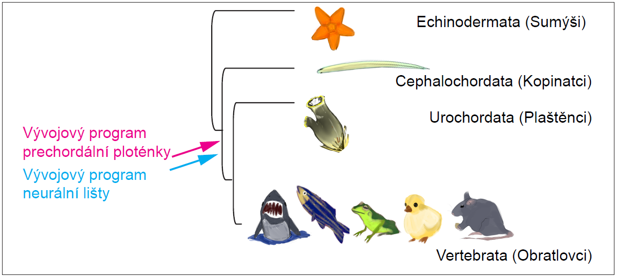 Evoluční původ vývojových stadií prechordální ploténky a neurální lišty u strunatců