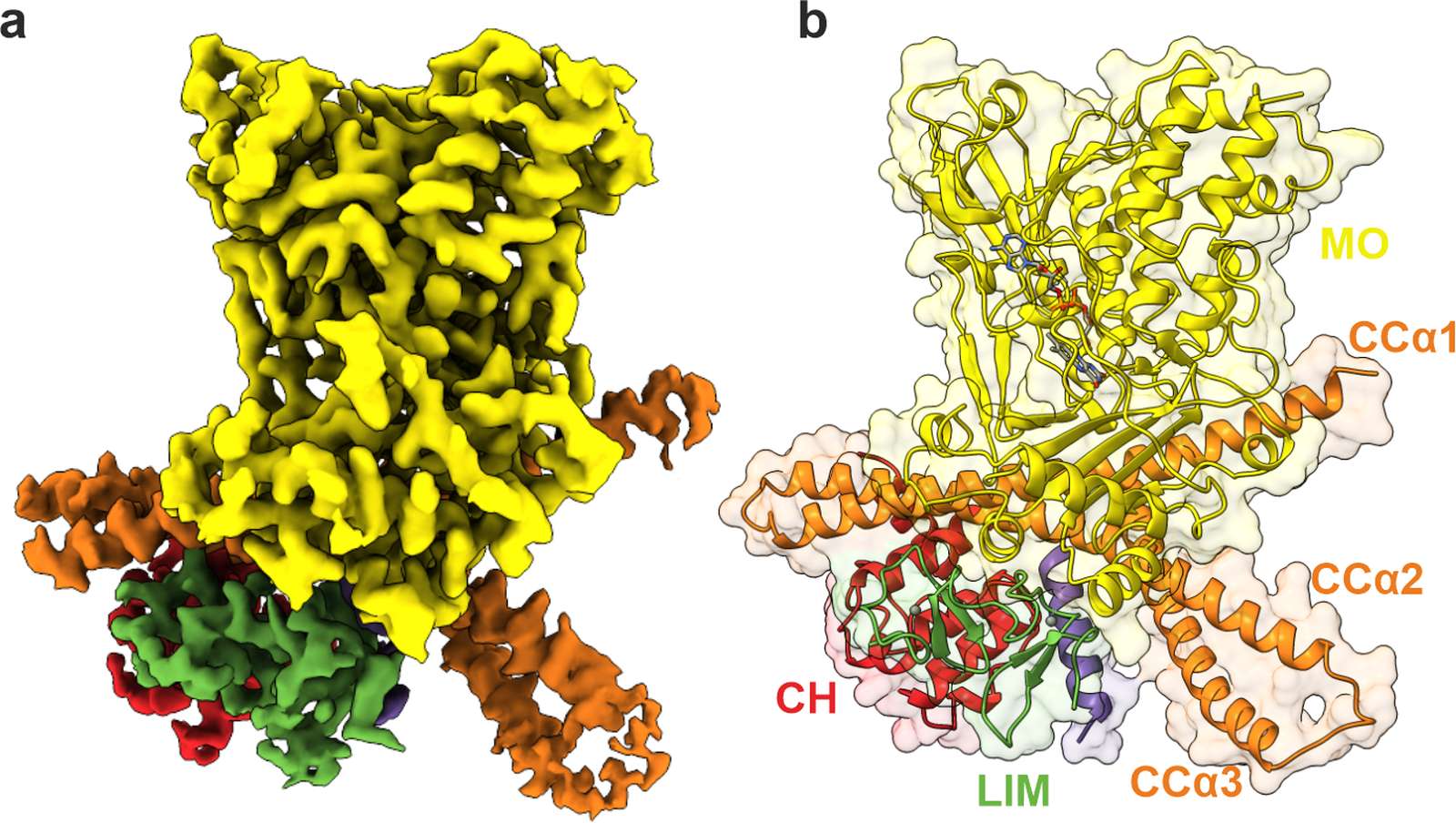 Kryoelektronová mapa proteinu MICAL1 zobrazující jeho tvar a klíčové domény Kryoelektronová mapa proteinu MICAL1 zobrazující jeho tvar a klíčové domény