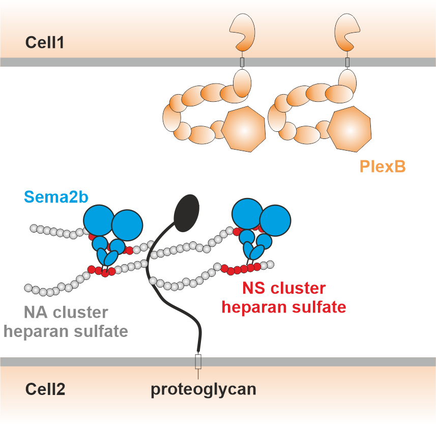 Proposed mechanism by which semaphorins (blue) bind to sugars (white spheres) on the cell surface and are thus presented to plexin receptors (orange) on surrounding axons.