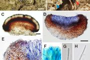 Toniniopsis pruinosa je jeden z nově popsaných druhů