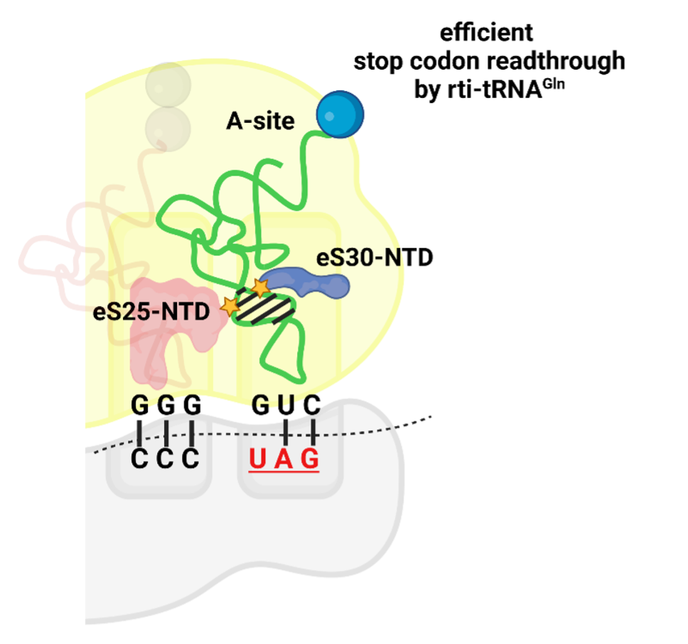 Mechanismus účinného pročítání terminačních signálů. Pouze ty tRNA, které jsou schopné vázat se na vybrané ribozomální proteiny tvořící jeho dekódovací centrum, např. eS25 a eS30, se stabilně v tomto centru „zahnízdí“. A i když je ribozom připraven syntézu ukončit, přítomnost těchto speciálních rti-tRNA předčasnému ukončení zabrání, umožní ribozomu pokračovat dál a syntézu celého proteinu dokončit. 
