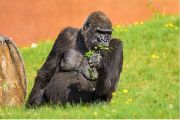 Střevní mikrobiom goril chovaných v zoologických zahradách vykazuje vysokou diverzitu, přičemž jejich metabolické prostředí se vyznačuje zvýšenou fermentací jednoduchých sacharidů a bílkovin, a to bez ohledu na jejich zdravotní stav.